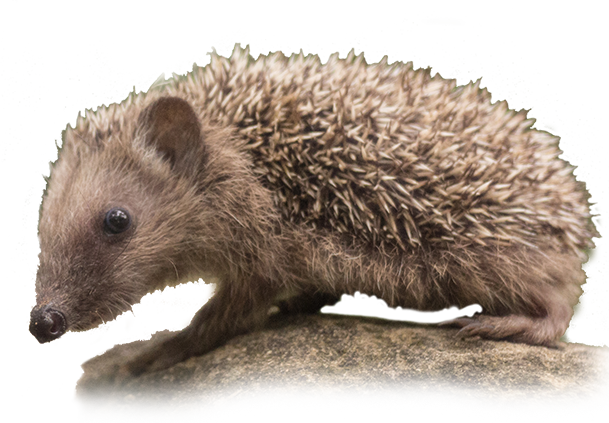 riccio icona png