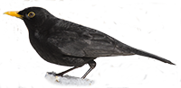 Merlo icona png