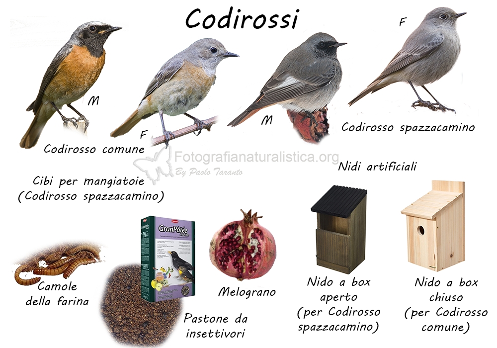 Specie birdgarden Codirossi
