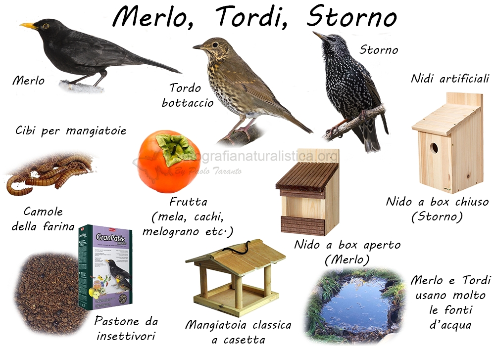 Specie birdgarden Merlo_tordi