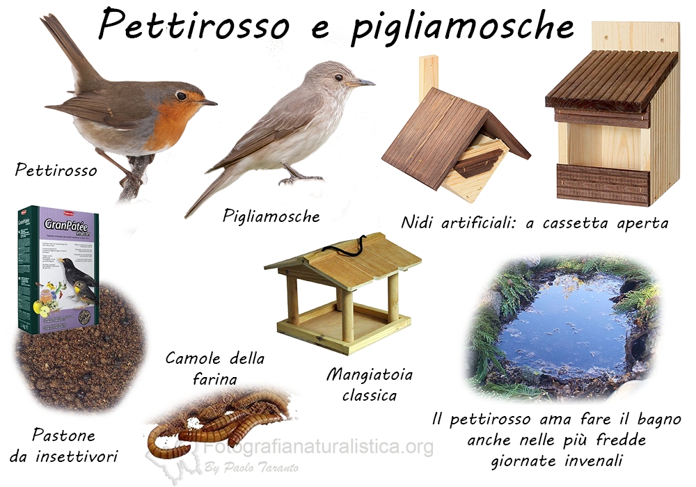 Specie birdgarden Pettirosso