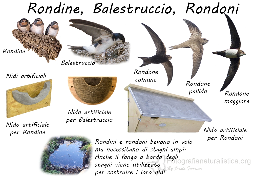 Specie birdgarden Rondine_balestruccio_rondoni