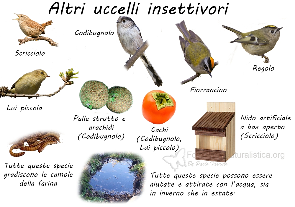 Specie birdgarden altri_uccelli insettivori