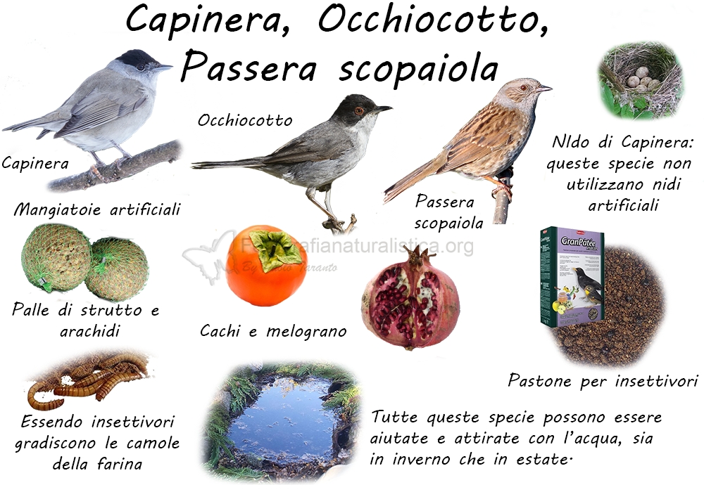 Specie birdgarden capinera_occhiocotto