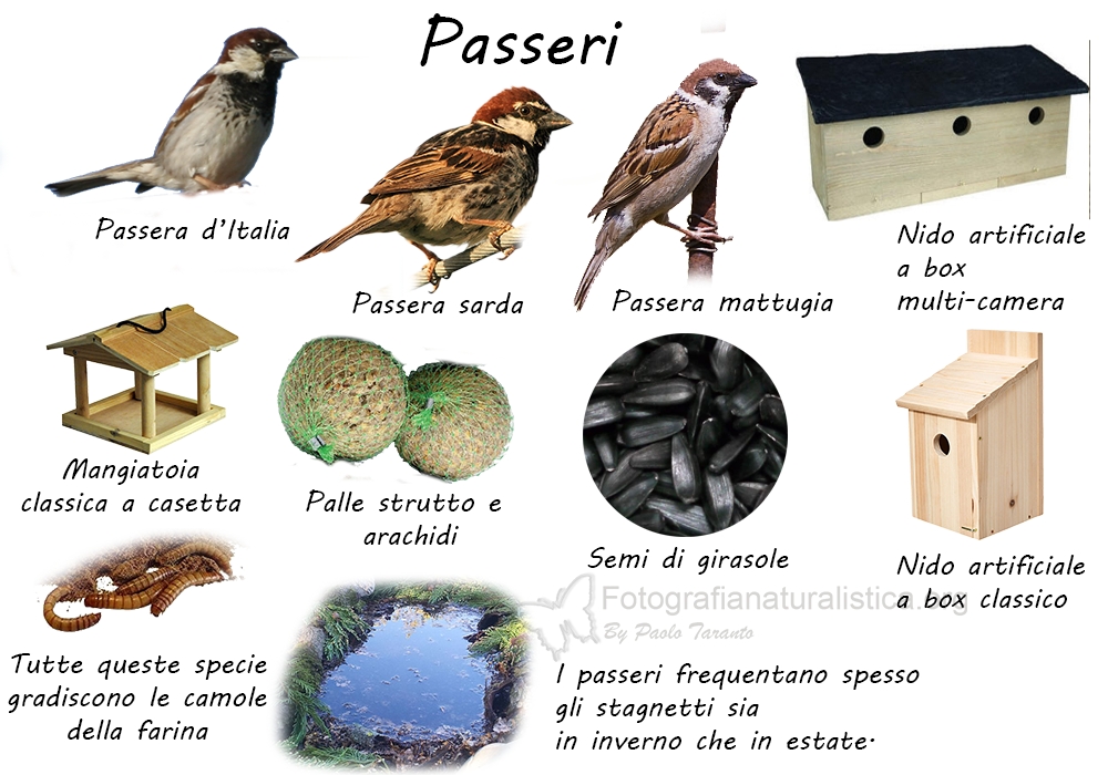 Specie birdgarden passeri