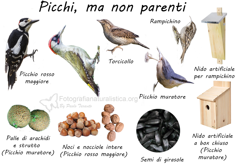 Specie birdgarden picchi veri e finti