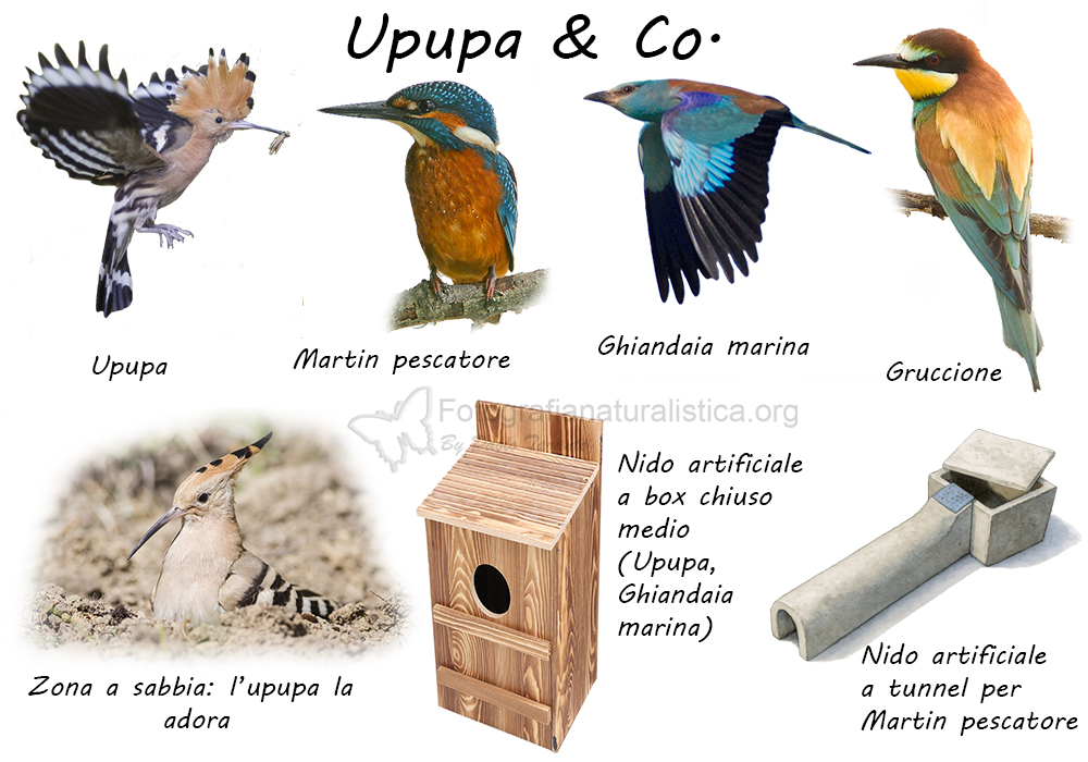 Specie birdgarden upupa ghiandaia marina etc