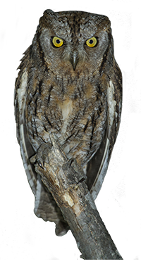 assiolo icona png