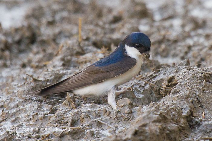 balestruccio_delichon_urbica_house_martin_avion_comun fango nido