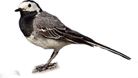 Ballerina bianca icona png