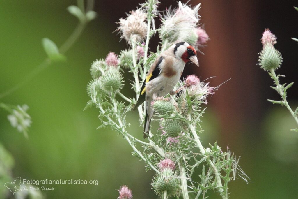 cardellino cardo giardino birdgardening
