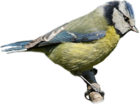 cinciarella icona png