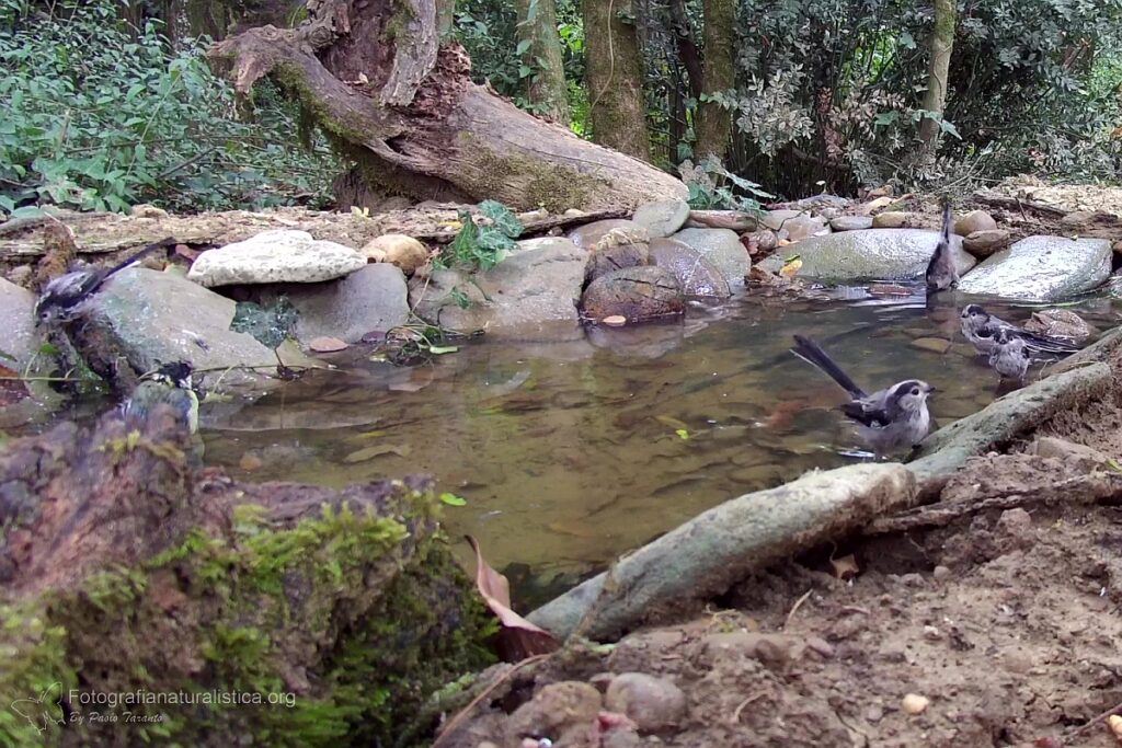 codibugnoli bagno stagno