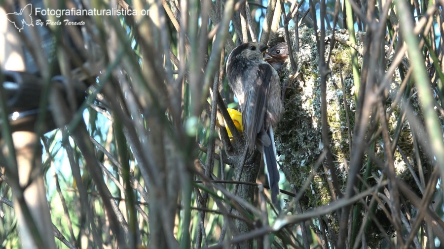 codibugnolo nido ginestra birdgarden