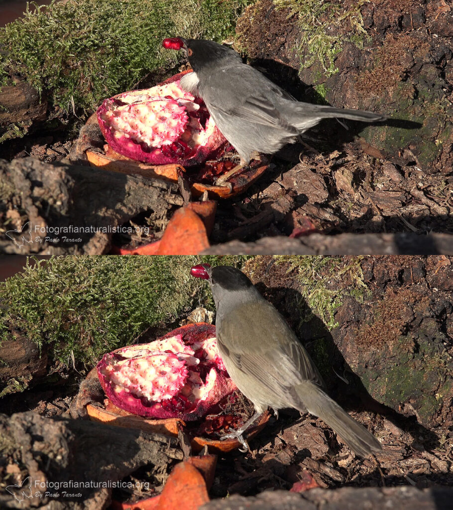 confronto occhiocotto capinera melagrana birdgarden