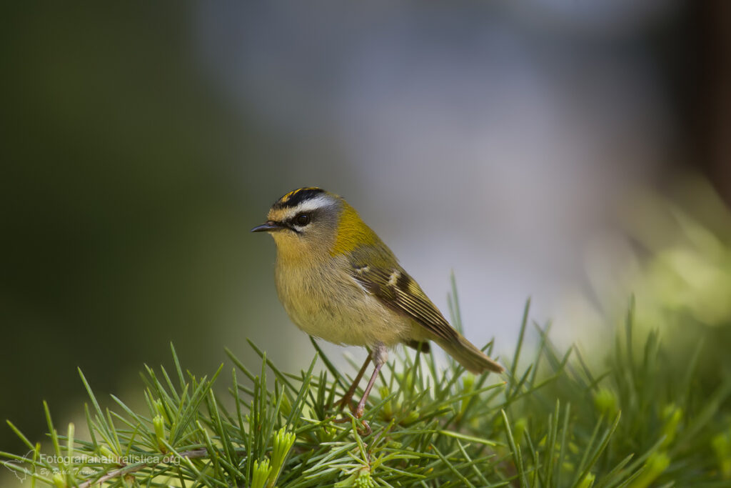 fiorrancino_regulus_ignicapillus_firecrest_reyezuelo_listado (33)