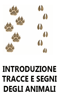 introduzione tracce e segni