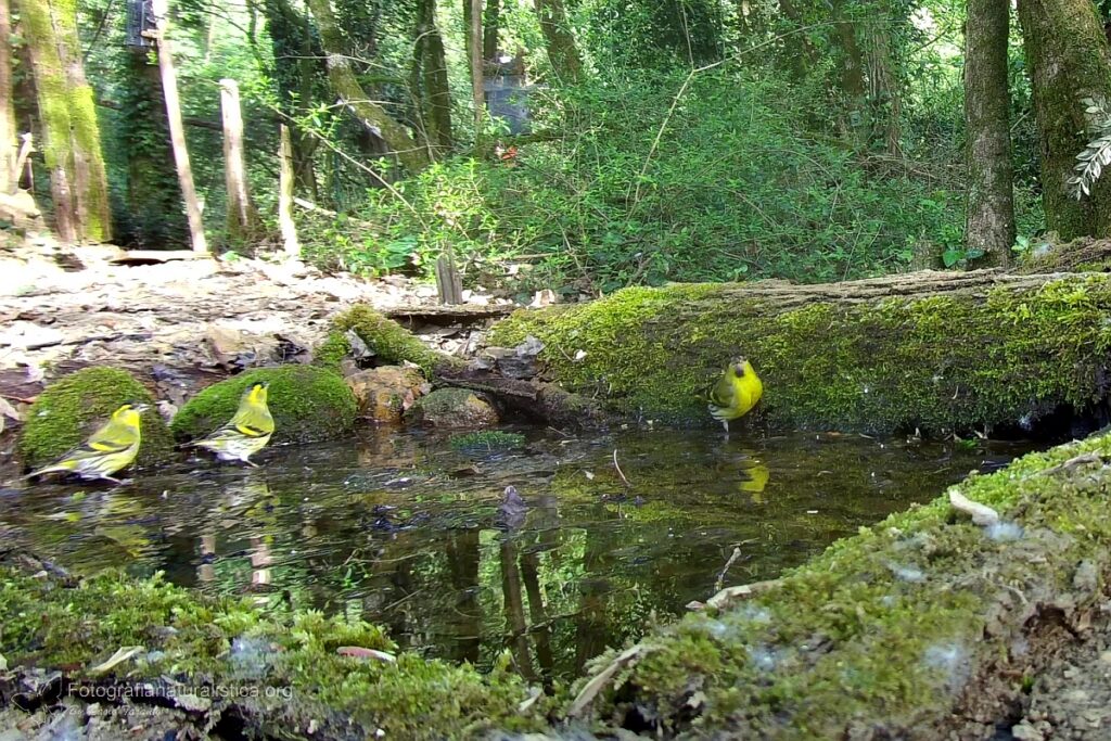 lucherini stagno birdgarden
