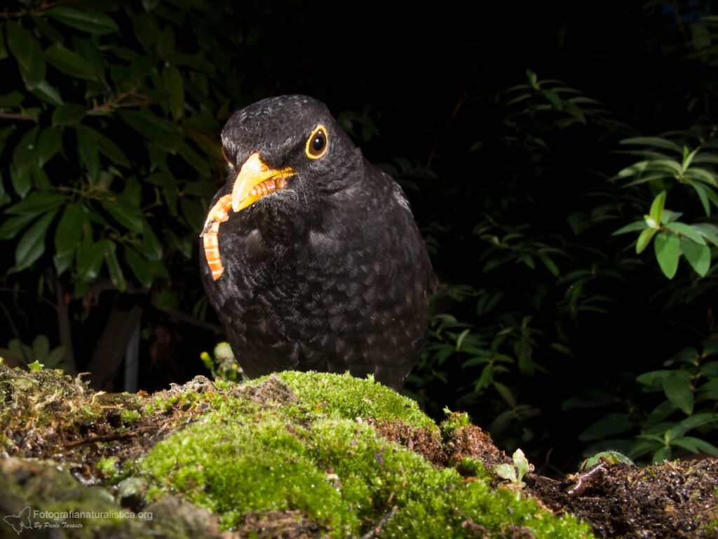 merlo mangiatoia camola della farina birdgarden
