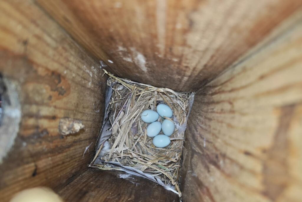 nido storno nido artificiale birdgarden