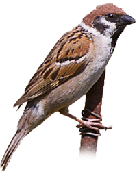 Passera mattugia icona png