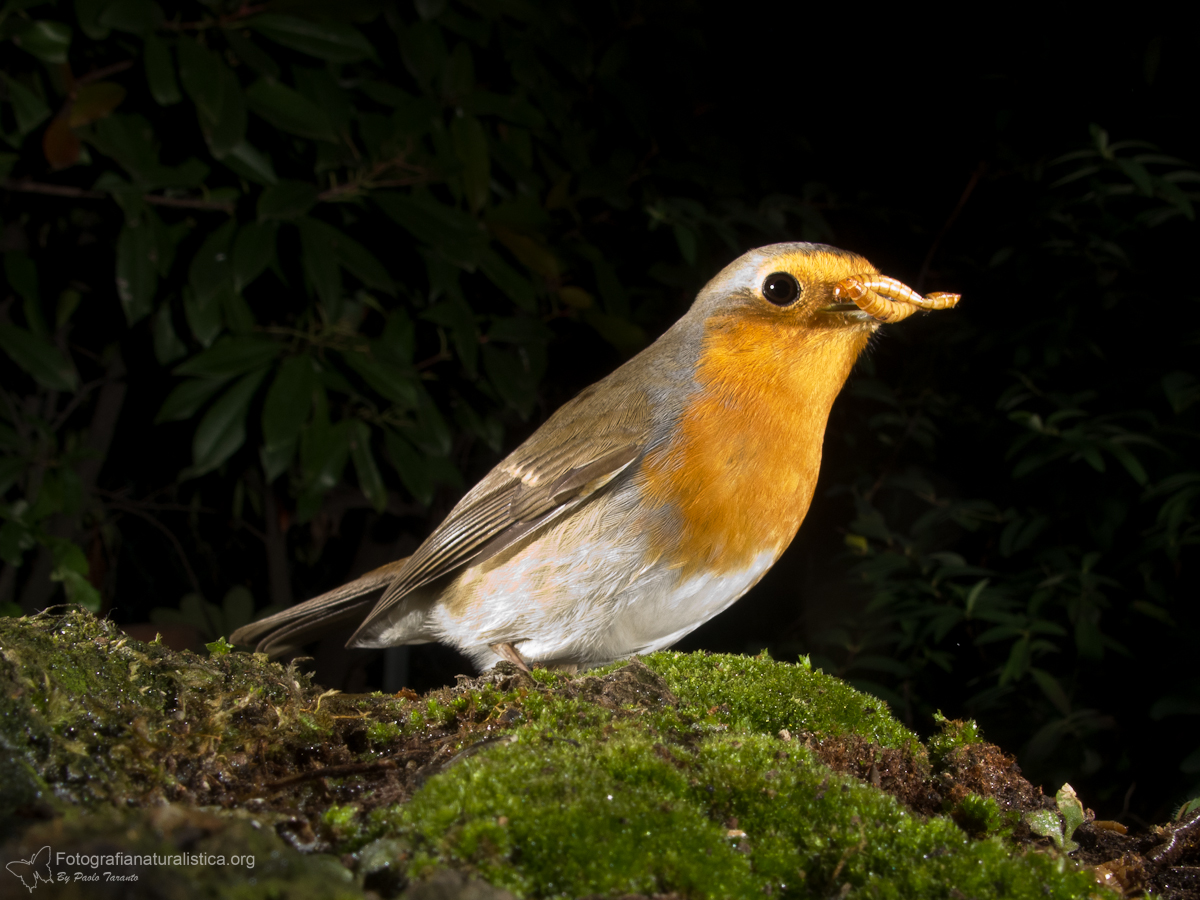 pettirosso cibo mangiatoie birdgarden camole farina