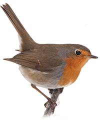 pettirosso icona png