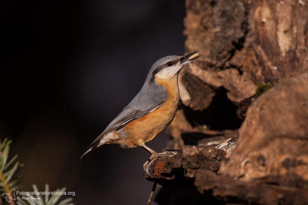 picchio muratore mangiatoia cibo birdgarden