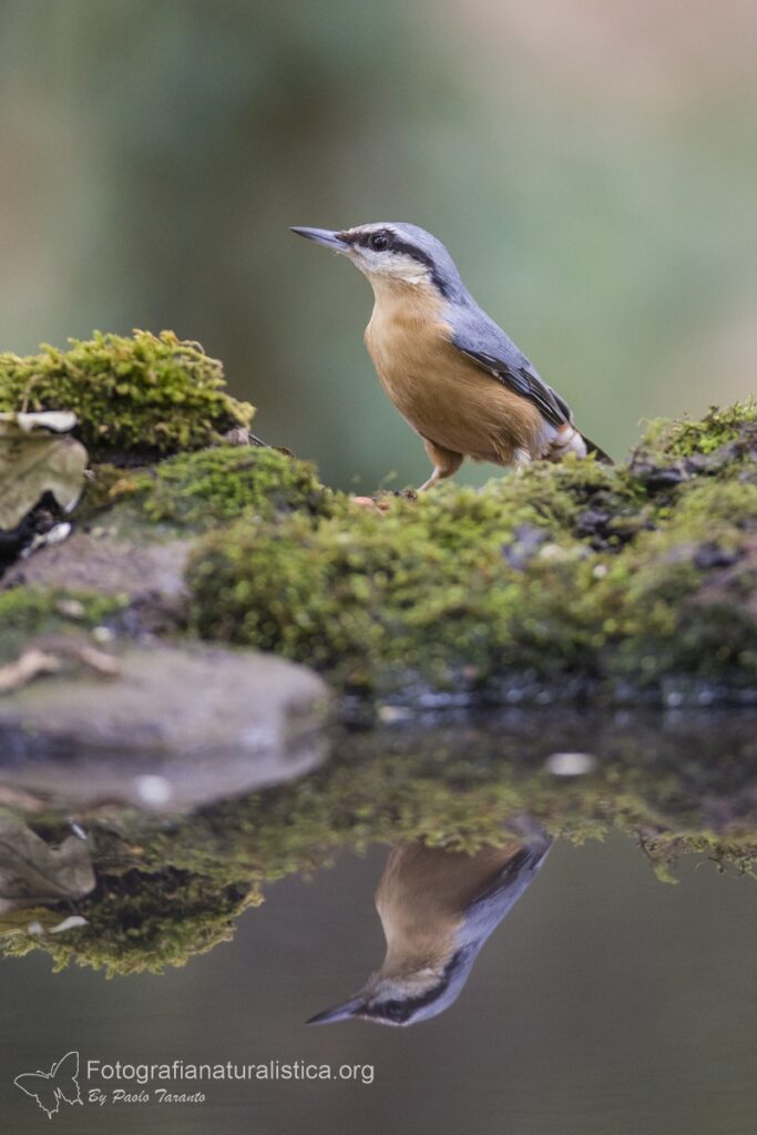 picchio muratore stagno birdgarden