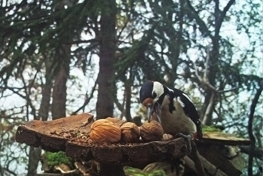 picchio rosso maggiore alimentazione cibo mangiatoie birdgarden