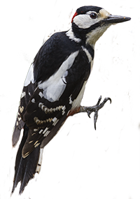 picchio rosso maggiore icona png