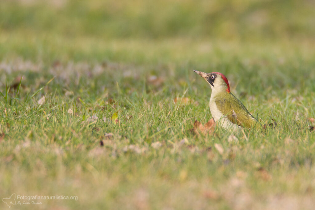 picchio_verde_picus_viridis_green_woodpecker_grunspecht_pito_real_pic_vert 