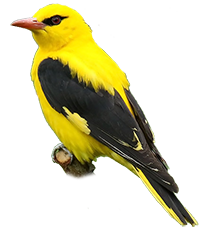 Rigogolo icona png