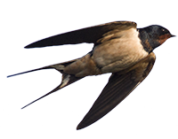 rondine icona png