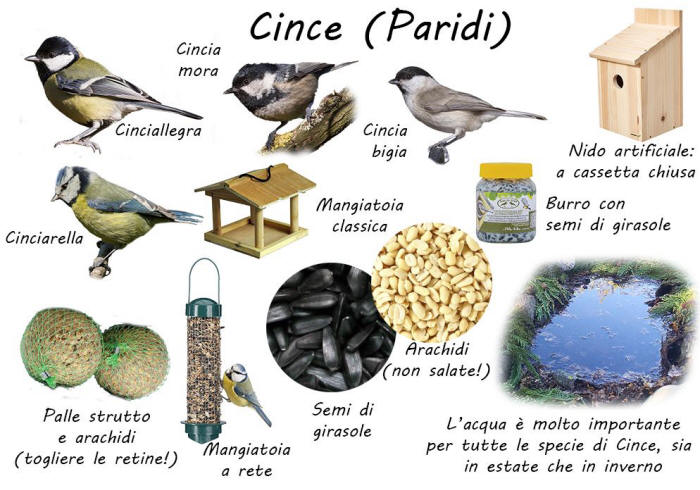 specie birdgarden cince