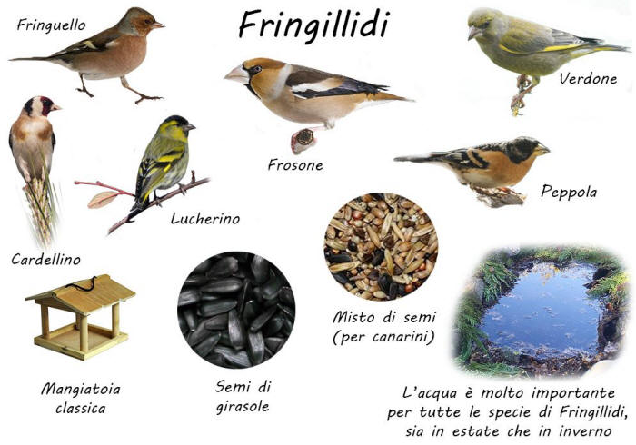 specie birdgarden fringillidi giardino