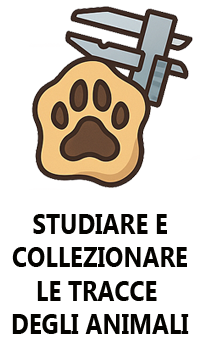 studiare collezionare tracce animali