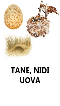 tane nidi e uova