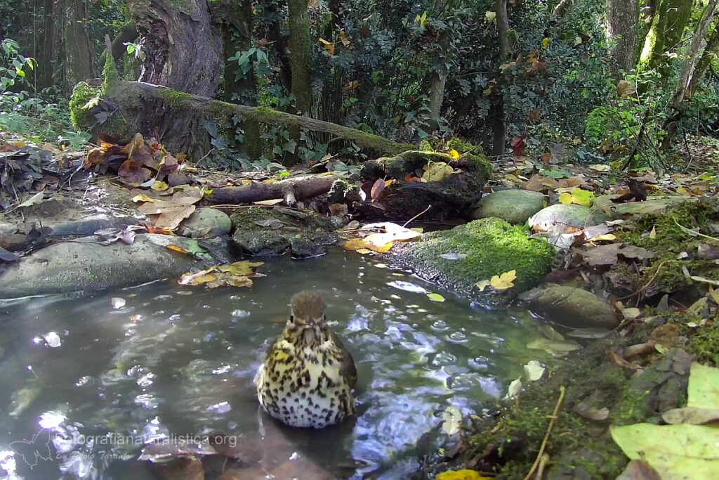 tordo bottaccio bagno birdgarden
