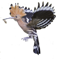 upupa icona png