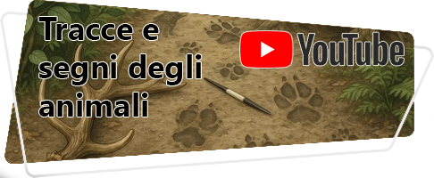 banner canale tracce animali youtube