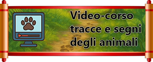 banner corso tracce animali