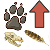 icona torna su sezione tracce animali